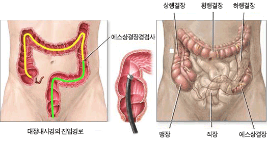 대장내시경 진입경로에 대한 설명 이미지