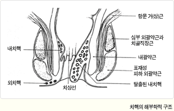 해부학적 치핵의 구조